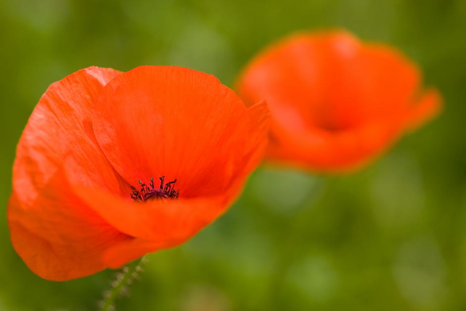 Corn Poppy.jpg